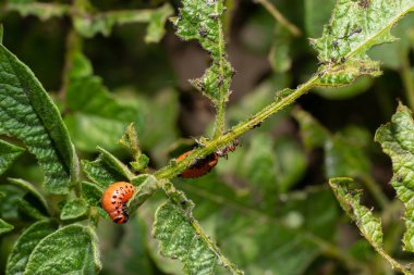 Colorado patates böceği larva ve böcekleri tarafından tahrip edilen patates yetiştiriciliği, Leptinotarsa decemlineata, Colorado böceği, on çizgili mızrak, on çizgili patates böceği,.
