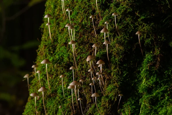 Weiße Pilze Wald Mycena Piringa Pilze — Stockfoto