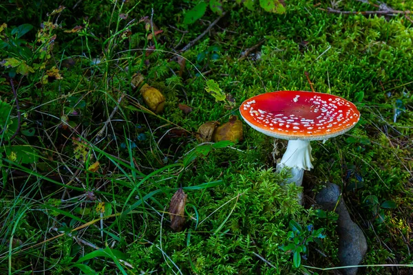 Amanita Muscaria Poisonous Mushroom Photo Has Been Taken Natural Forest — Stock Photo, Image