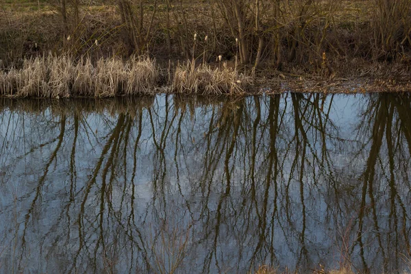 Reflection Trees Mirror Surface Water Lake City Pond Spring Still —  Fotos de Stock