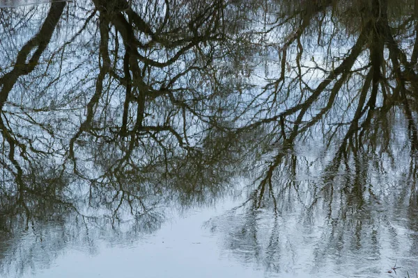 Reflection Trees Mirror Surface Water Lake City Pond Spring Still — Stockfoto