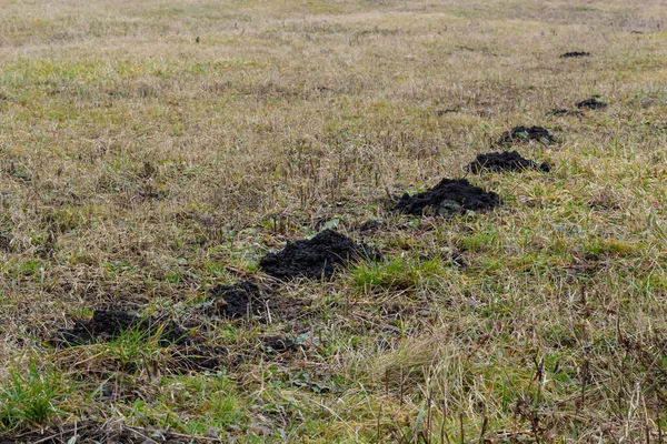Molehills Mullvadshögar Mullvadskullar Äng Skadad Grupp Mullvadar Som Orsakar Skador — Stockfoto