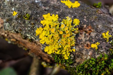 Xanthoria parietina yaygın turuncu liken, sarı pullu, deniz patlamış liken ve ağaç kabuğunda liken. Arkaplanda turuncu liken bulunan ince kuru bir dal..