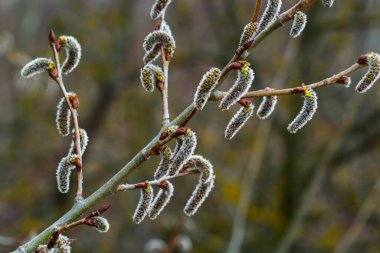 pussy willow Salix caprea, male. Mass flowering of willow cats in early spring with a wonderful bokeh background. Spring concept.