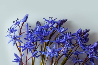 Çiçek tasarımı - Scilla bifolia çiçekli iki yapraklı squill veya alp squill beyaz arka planda izole edilmiş alp squill yazı için boşluk. Bahar dekorasyonu.