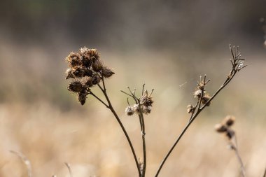 Herb Burdock bitkisi ya da Asteraceae ailesinden Arctium bitkisi. Kuru kahverengi Arctium eksi. Sonbaharda kurumuş tohum başları. Keskin kancaları olan olgun burrs. Yumuşak odak.