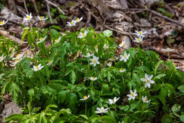 Bahar ormanındaki bir sürü yabani çiçek. Çiçekli güzellik, doğa, doğal. Güneşli bir yaz günü, parkta yeşil çimenler. Anemonoides nemorosa.