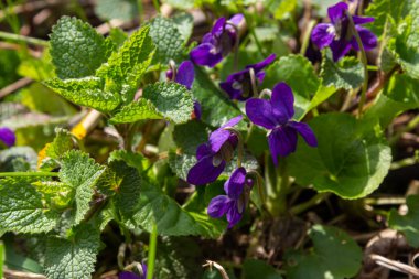 Vahşi menekşeler Viola odoratasının kalp şeklinde yaprakları ve mor-mavi çiçekleri vardır. Bazı çeşitleri de beyaz ya da sarı çiçekleri vardır..