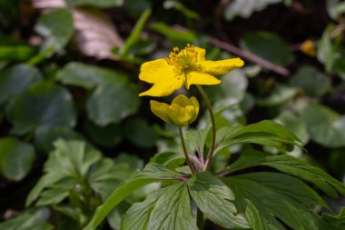 Anemone ranunculoides, sarı anemon, sarı ahşap anemon ya da düğün çiçeği şakayığı.