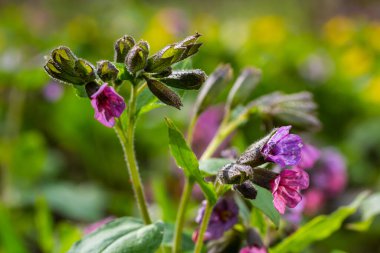 Close-up of blooming flowers Pulmonaria mollis in sunny spring day, selective focus .closeup detail of meadow flower - wild healing herb - Pulmonaria mollis.
