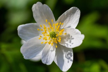 Anemone, Bahar Ormanı 'nda yakın plan. Çiçeklerin güzelliği, doğa, doğallık. Güneşli bir yaz günü, parkta yeşil çimenler. Anemonoidler donmaz. Parlak çiçek arkaplanı