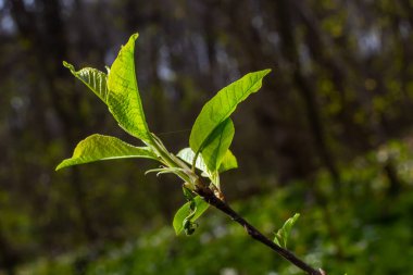 Büyük yeşil tomurcuklar dalları. Genç yeşil yapraklar kalın yeşil tomurcuklardan çıkar. Gündüz güneşiyle aydınlatılan yeni yapraklı dallar. Erken bahar günü. Bahar geliyor..