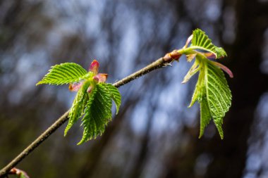 Carpinus Betulus 'un genç yeşil yaprakları, Avrupalı ya da sıradan boynuz kirişi. Bulanık kahverengi bahar arka planında güzel dallar. Her tasarım için doğa konsepti. Mesajın için yer aç. Seçici odak.