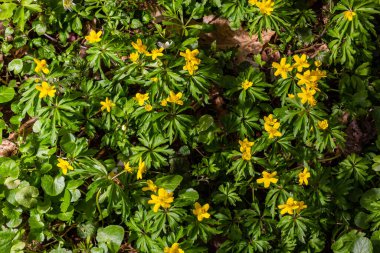 Anemone ranunculoides, sarı anemon, sarı ahşap anemon ya da düğün çiçeği şakayığı.