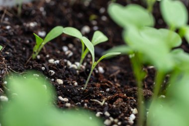 Toprakta filizlenen genç bitkilerin en üst görüntüsü. Tohumlar açık alana ekilmeden önce hazırlanır. Karanlık bir arka planda taze filizler.