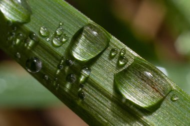 Yeşil çimlerin üzerine su damlaları. Sabah çiği, sulama bitkileri. Yağmurdan sonra yapraklara damlayan nem. Çevresel bir temanın güzel yeşil arkaplanı.