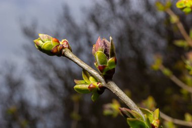 Büyük yeşil tomurcuklar dalları. Genç yeşil yapraklar kalın yeşil tomurcuklardan çıkar. Gündüz güneşiyle aydınlatılan yeni yapraklı dallar. Erken bahar günü. Bahar geliyor..