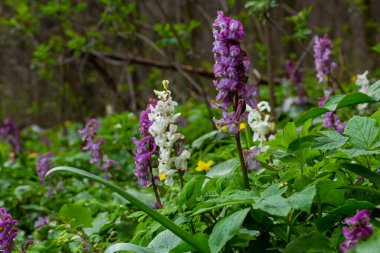 Corydalis. Corydalis Soda. İlkbaharda açan mor çiçek ormanı. İlk bahar çiçeği, mor. Vahşi Corydalis doğada.