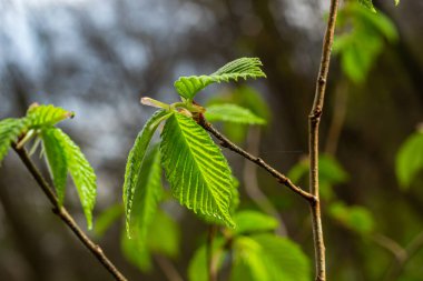 Büyük yeşil tomurcuklar dalları. Genç yeşil yapraklar kalın yeşil tomurcuklardan çıkar. Gündüz güneşiyle aydınlatılan yeni yapraklı dallar. Erken bahar günü. Bahar geliyor..