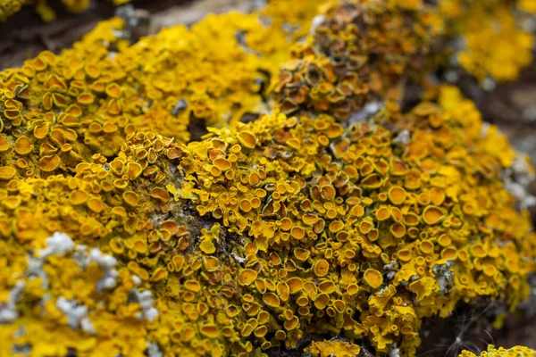 Xanthoria Parietina Common Orange Lichen Yellow Scale Maritime Sunburst Lichen — Foto de Stock
