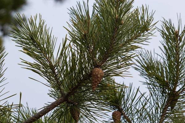 去年的褐色圆锥在松树枝上 与蓝色的春空相映成趣 有选择的重点 松枝上的一个豪华的长针 设计的自然概念 结构作为背景 — 图库照片