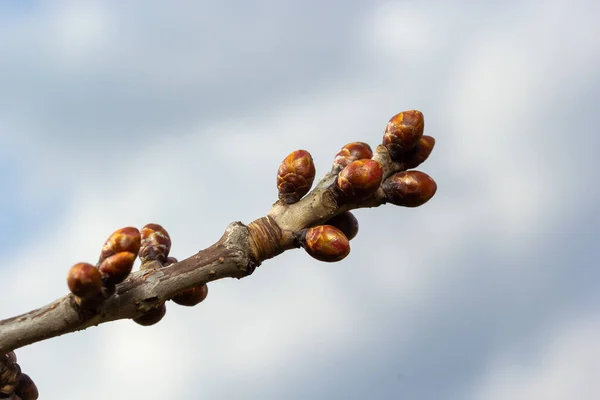 Brotando Botões Galho Árvore Início Primavera Macro Início Primavera Galho — Fotografia de Stock