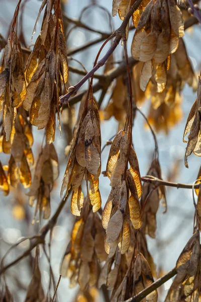 Yellow Maple Seeds Blue Sky Macro Maple Branches Golden Seeds — Stockfoto