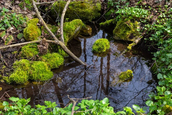 Río Parque Forestal Plantas Musgo Hierba Verde Reflexiones Sobre Agua —  Fotos de Stock