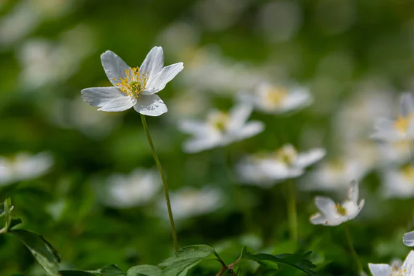 春の森の中の多くの白い野生の花 花の美しさ 晴れた夏の日 公園の緑の草 アネモイデス ネモロサ — ストック写真