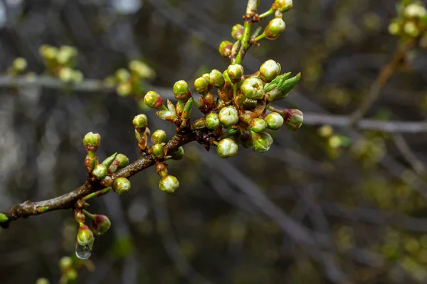 마지막에 빗방울로 꽃봉오리가 가지들 — 스톡 사진
