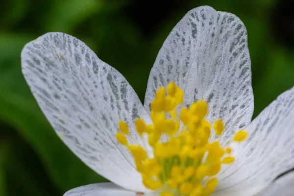 Anemone Közelkép Tavaszi Erdőben Virágok Szépsége Természet Természetesség Napos Nyári — Stock Fotó