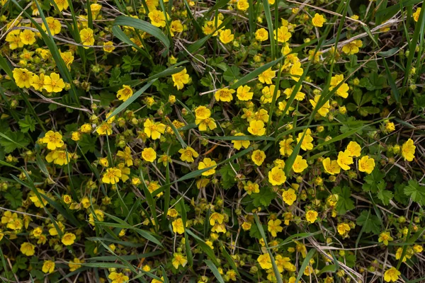 Yellow Primula Veris Cowslip Gewone Cowslip Cowslip Primrose Zachte Groene — Stockfoto