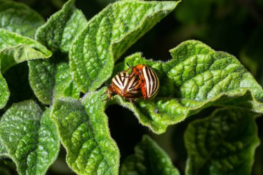 Colorado potato beetle eats green potato leaves closeup. Leptinotarsa decemlineata. Adult colorado beetle, pest invasion, parasite destroy potato plants, farm damage. Protecting plants concept.