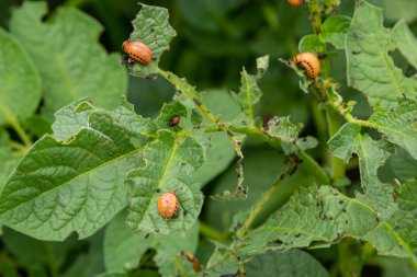 Colorado potato beetle - Leptinotarsa decemlineata on potato bushes. Pest of plants and agriculture. Treatment with pesticides. Insects are pests that damage plants.