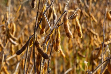 Soya fasulyesi makrosu. Soya fasulyesi hasadı, tarım baklagilleri. Soya fasulyesi tarlası - kuru soya kabuğu.