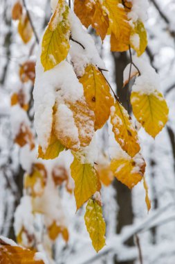 Dry leaves on branches of hornbeam during winter snowfall.