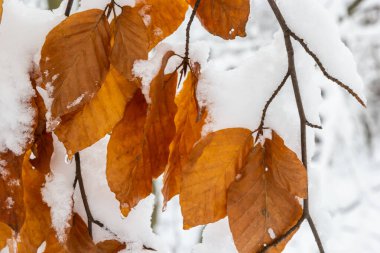 Dry leaves on branches of hornbeam during winter snowfall.