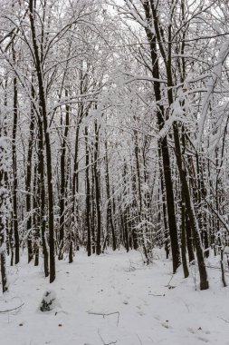 Frosty branches and trunk of the hornbeam trees in snowy forest.