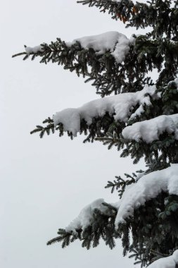 Spruce branch with small green needles under fluffy fresh white snow close-up.
