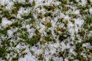 Green grass under first white snow background, pattern texture for use in print design.