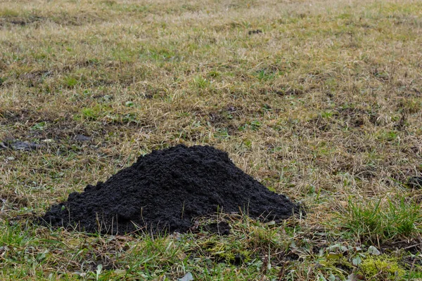 Molehills Mole Mounds Mole Hills Meadow Damaged Group Moles Causing — Stock Photo, Image