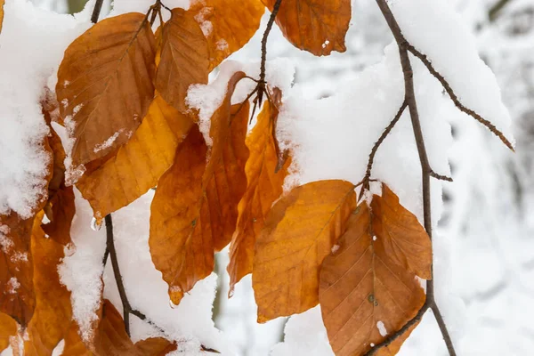 Dry Leaves Branches Hornbeam Winter Snowfall — Fotografia de Stock