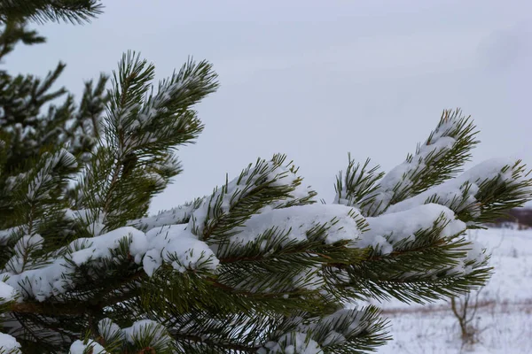 Snow Covered Pine Trees Branches Covered Snow Frost Perfect Wintry — Stock Photo, Image