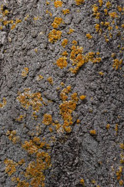 Portakal liken, Xanthoria parietina, ağaç kabuğu üzerinde büyüyen.