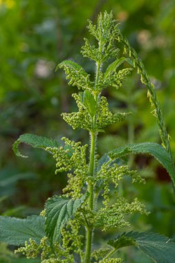 Urtica dioica ya da ısırgan otu, bahçede. Isırgan otu, kanama, idrar söktürücü, ateş düşürücü, yara iyileştirme, antiheumatik madde olarak kullanılan bir ilaç..