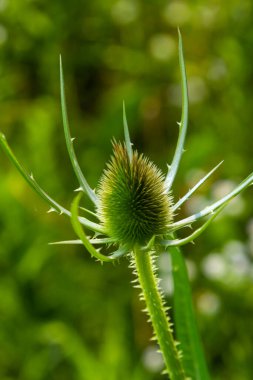 Sonbaharda, Dipsacus fullonum ya da Wilde karde olarak da adlandırılan vahşi çay çiçekleri seçilmiş odak noktası, Bokeh.