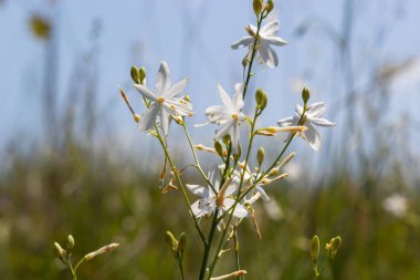 Anthericum ramosum, known as branched St Bernard's-lily, white flower, herbaceous perennial plant, blurred dark green background, selective focus.