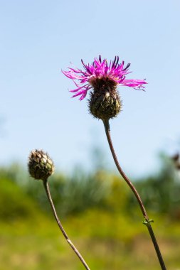 Centaurea scabiosa subsp. apiculata, Centaurea apiculata, Compositae. Wild plant shot in summer.