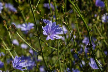 Çiçekli hindiba, yaygın hindiba Cichorium intybus. Bal bitkisi, nektar ve polen. Kahve dublörü. Şekerlemelerde, konserve üretiminde, iştah açıcı içeceklerde, hindiba enfeksiyonunda kullanılır..
