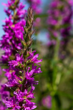 Lythrum salicaria - purple loosestrife, spiked loosestrife, purple lythrum.